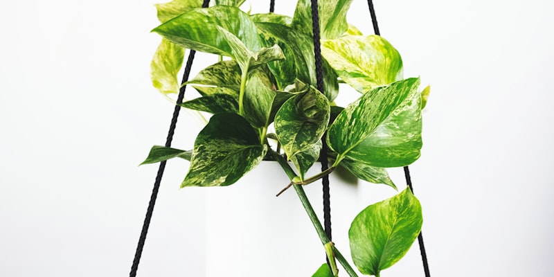 2026世界杯决赛前瞻宣传图 - 绿茵场与璀璨灯光